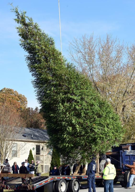 The tree was donated by Rick and Tammy Smith, who live outside Rehoboth Beach. The crew holds tight while the tree is gently placed on the flatbed truck so it can be moved to the Bandstand. CHUCK SNYDER PHOTO
